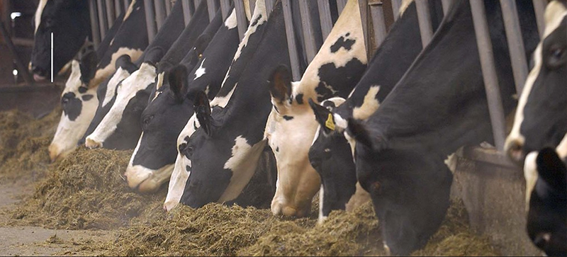 Silage